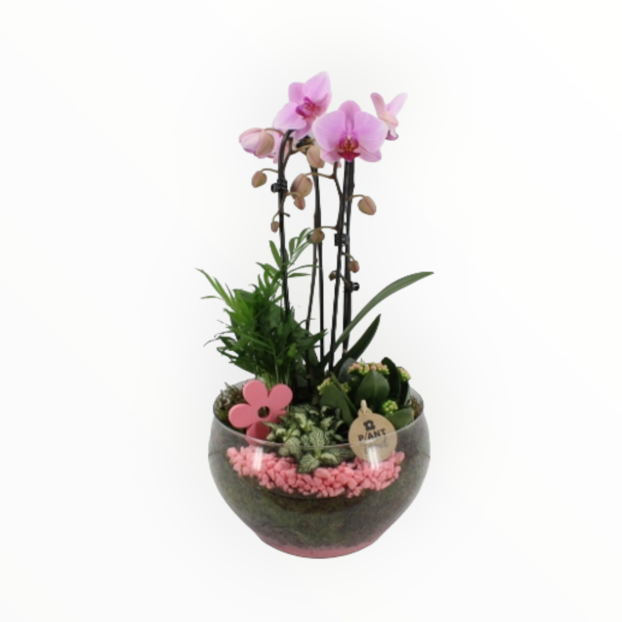 Glazenbol met phalaenopsis
