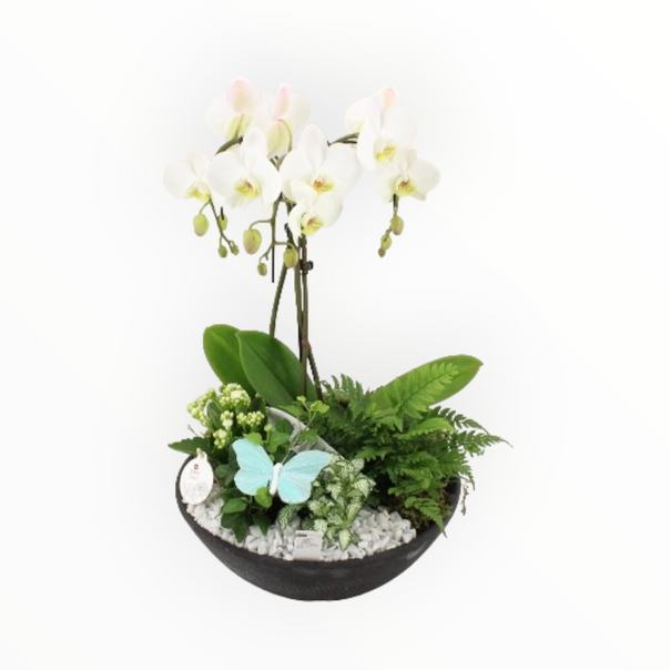 Plantenbak met phalaenopsis