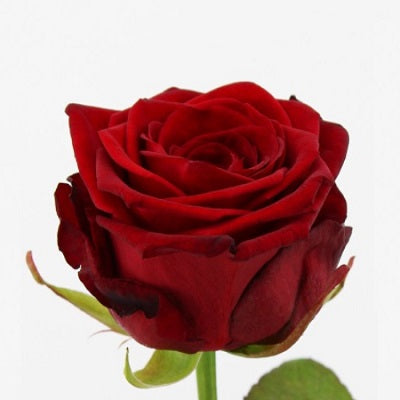 Lange rode rozen (Red Naomi)